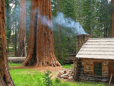 California redwoods