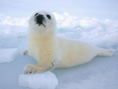 foca blanca