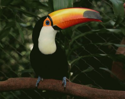 Tucan