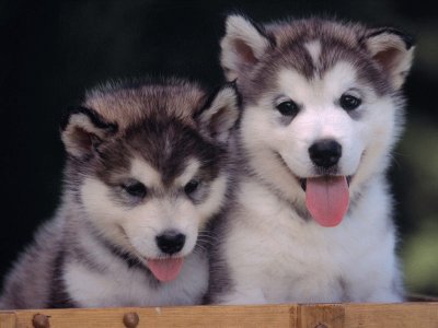 Lobitos ciberianos- cachorritos