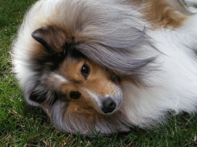 Collie