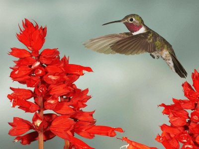 ColibrÃ­-vuelo