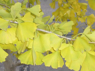 ginkgo biloba