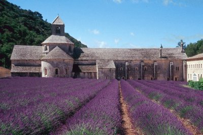 Lavender Field-South of France