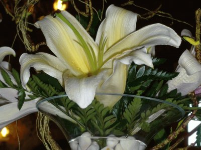 Lilium