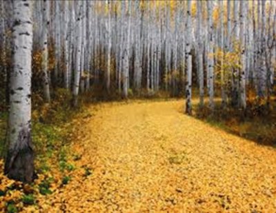 Fall mountain drive in the aspens - Colorado