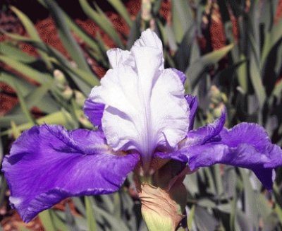 Purple and White Iris