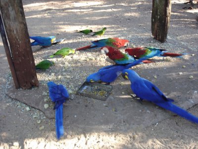 Blue parrots