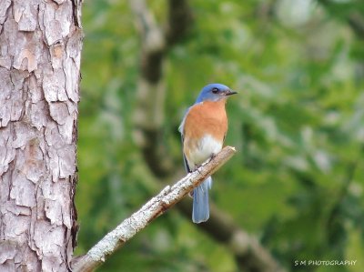 Eastern Bluebird