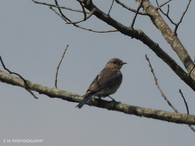 Young Eastern Bluebird