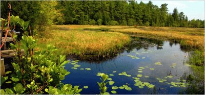 Pine Barrens