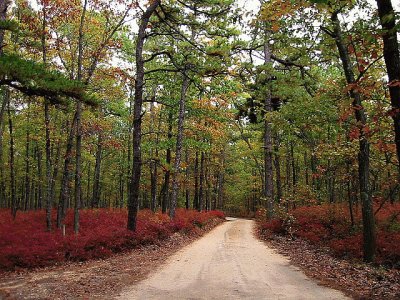 Pine Barrens