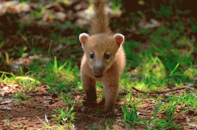 coati