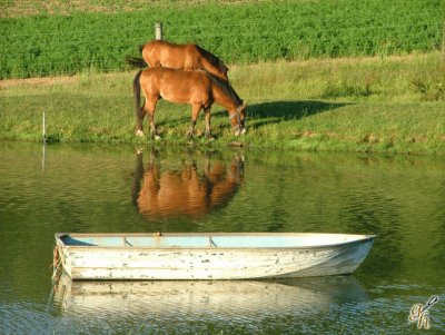 farm pond