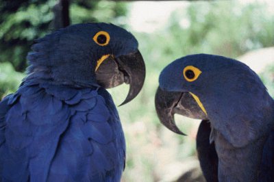 Purple Parrots