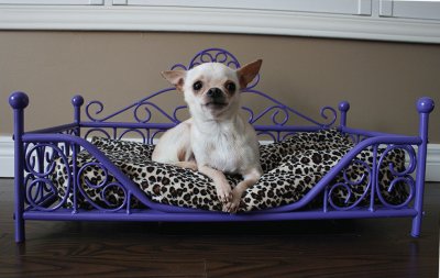 Luxury Purple Dog Bed