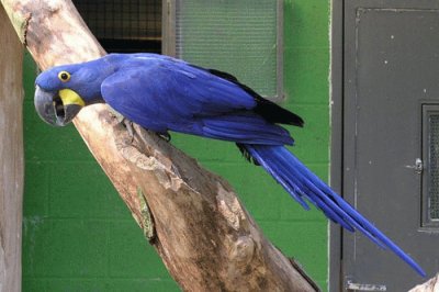 Hyacinth Macaw