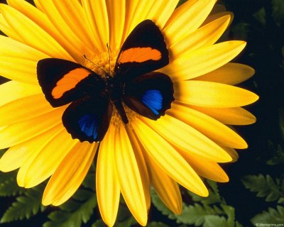 borboleta no girasol