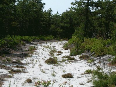 Pine Barrens