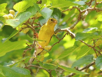 Goldfinch