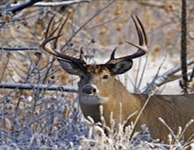 Mule deer - Colorado