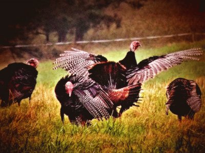 Turkeys