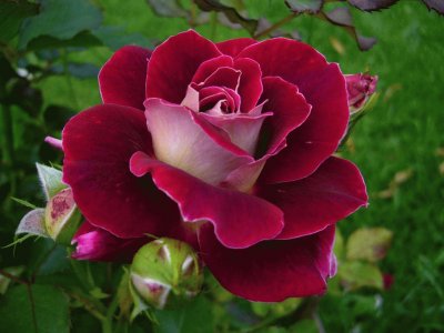 rosa