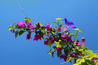 Flores de enredadera