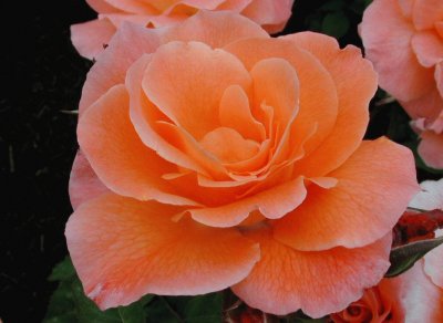 Rosa Naranja