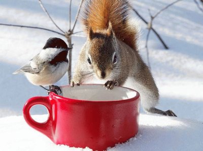 bird and friend