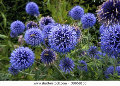 Purple Globe Thistle