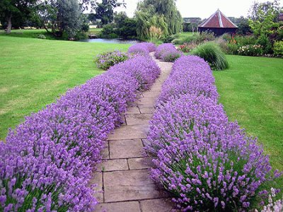 Lavender Lined Walkway