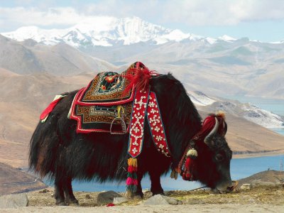 Tibet yak