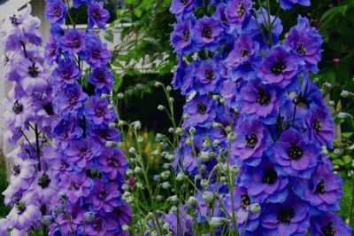 Garden Delphiniums