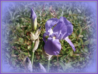 Danson Park Flower Garden-London