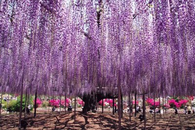 Wisteria Garden