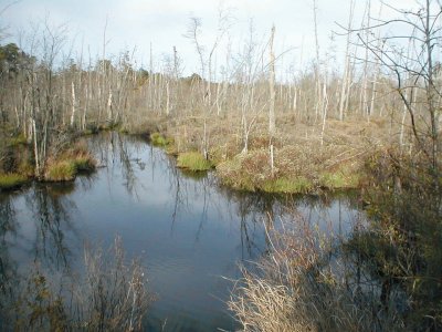 Pine Barrens of NJ