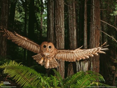 Owl in the Redwood Forest