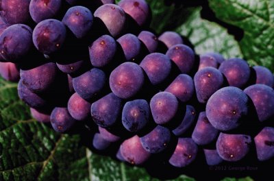 Pinot Noir Grapes-Sonoma Valley