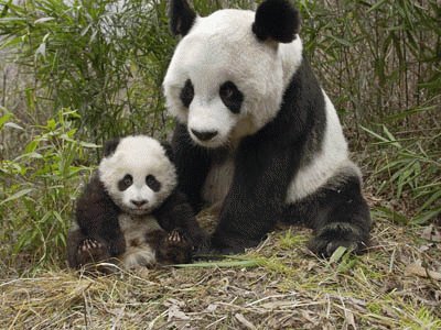 MamÃ¡ e hijo Panda