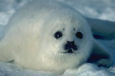 foca