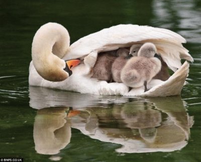 Cisne con crÃ­as