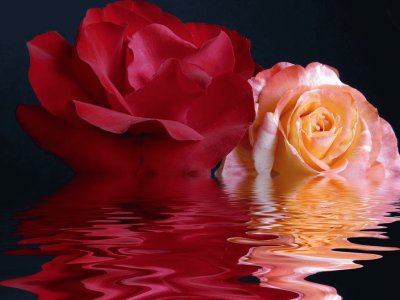 Agua y rosas