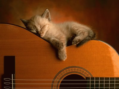 Cute_Kitty_Acoustic_Guitar_Wallpaper