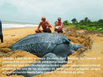 Hermosa tortuguita