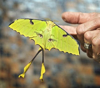 mariposa