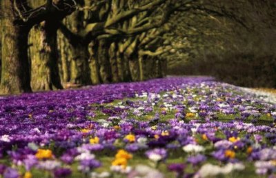 Pretty Flowery Field-Singapore