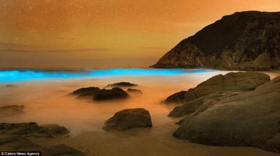 Red Tide Reacts with Algae-Pacifica