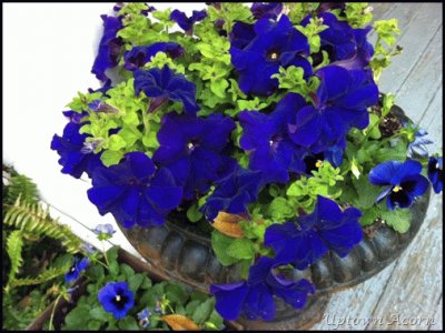 Blooming Petunias and Pansies