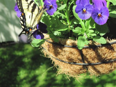 Flower and Butterfly